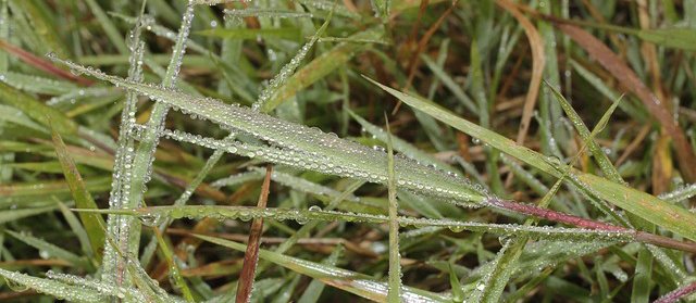 Wet Spots In The Yard: Prevent Them With Simple Septic System Maintenance